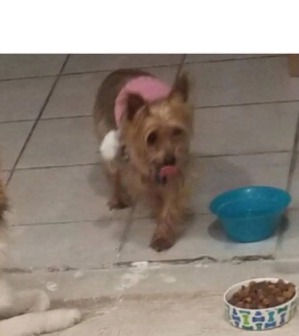 Lost dog in New Iberia, LA, 70560