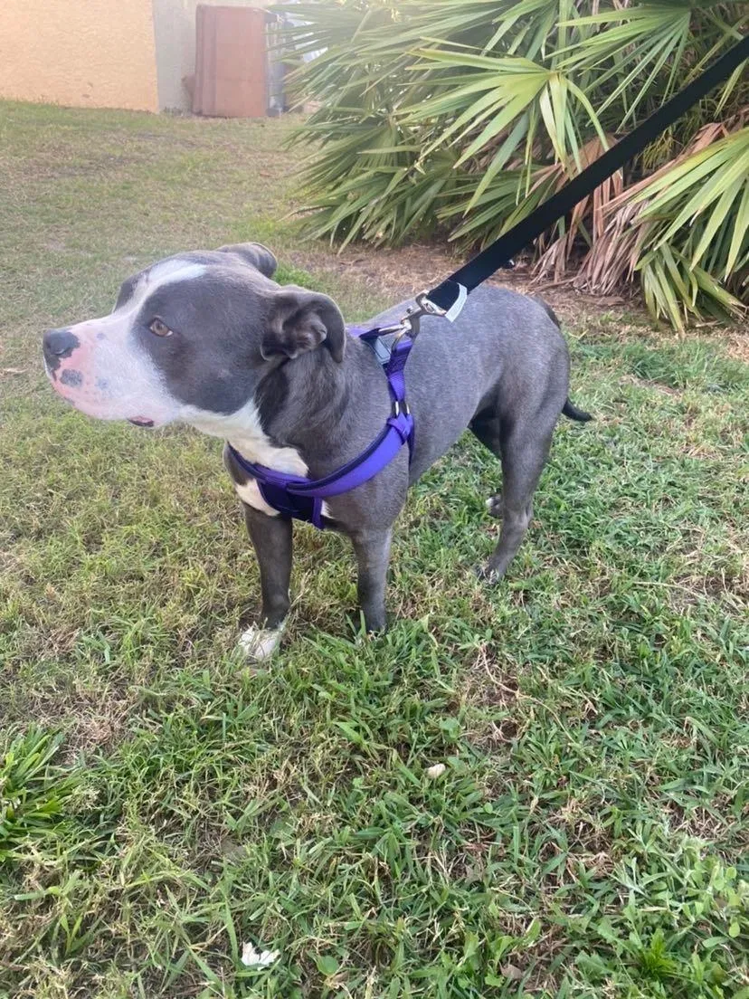 Lost dog in Saint Petersburg, FL, 33711