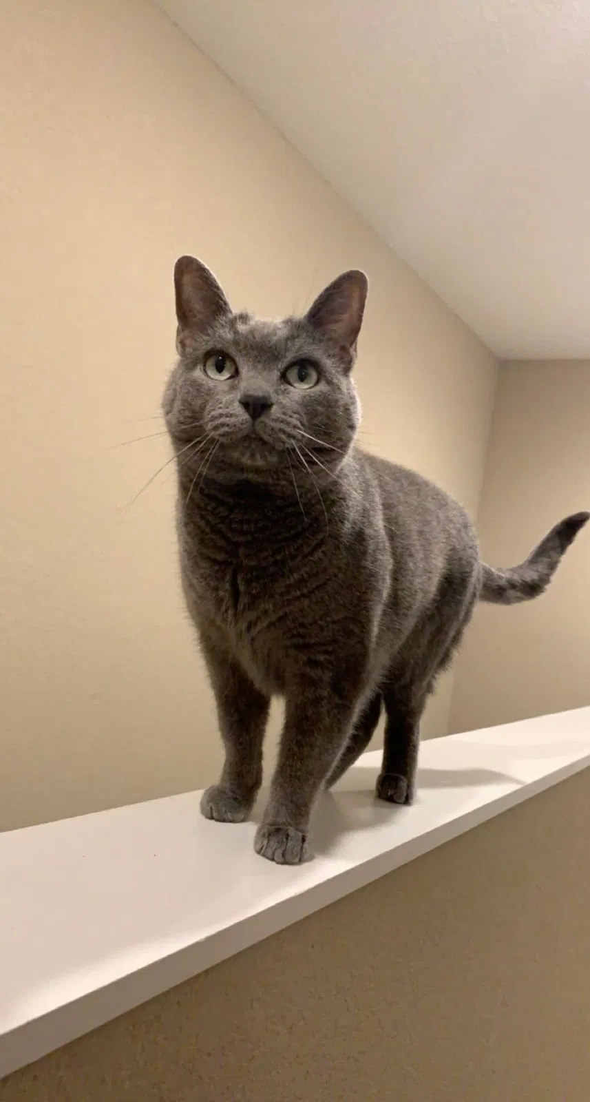 Lost cat in Jonesboro, AR, 72404