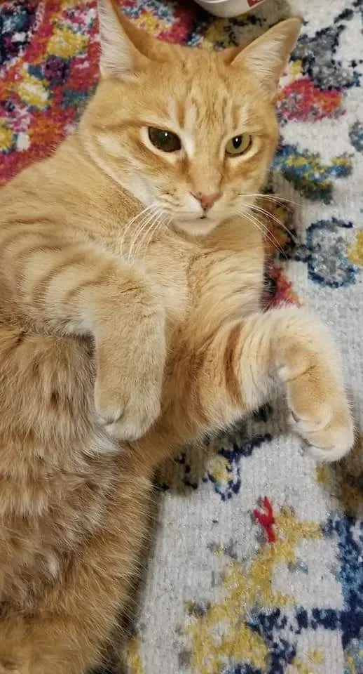 Lost cat in Costa Mesa, CA, 92627