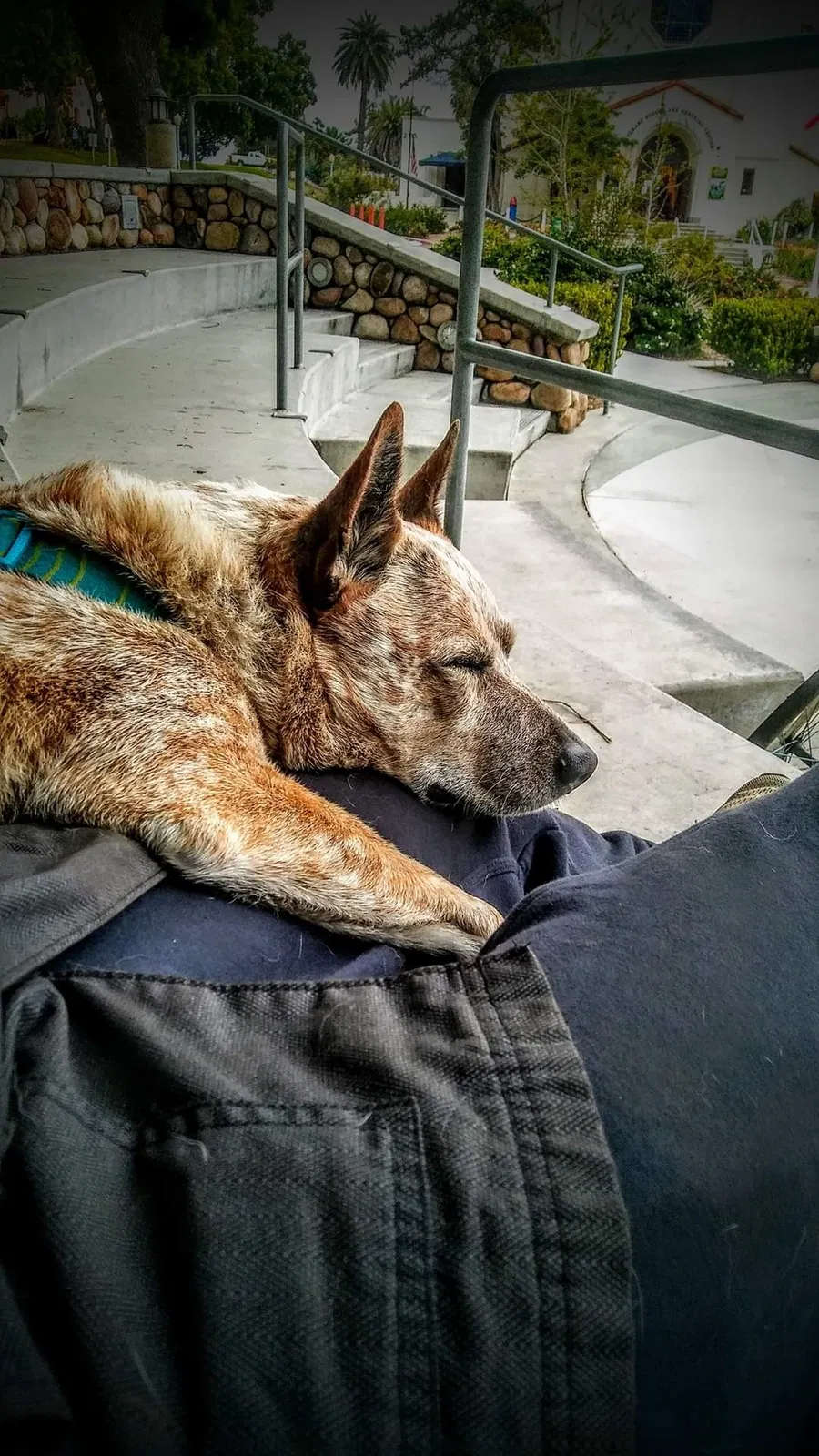 Lost dog in San Diego, CA, 92108