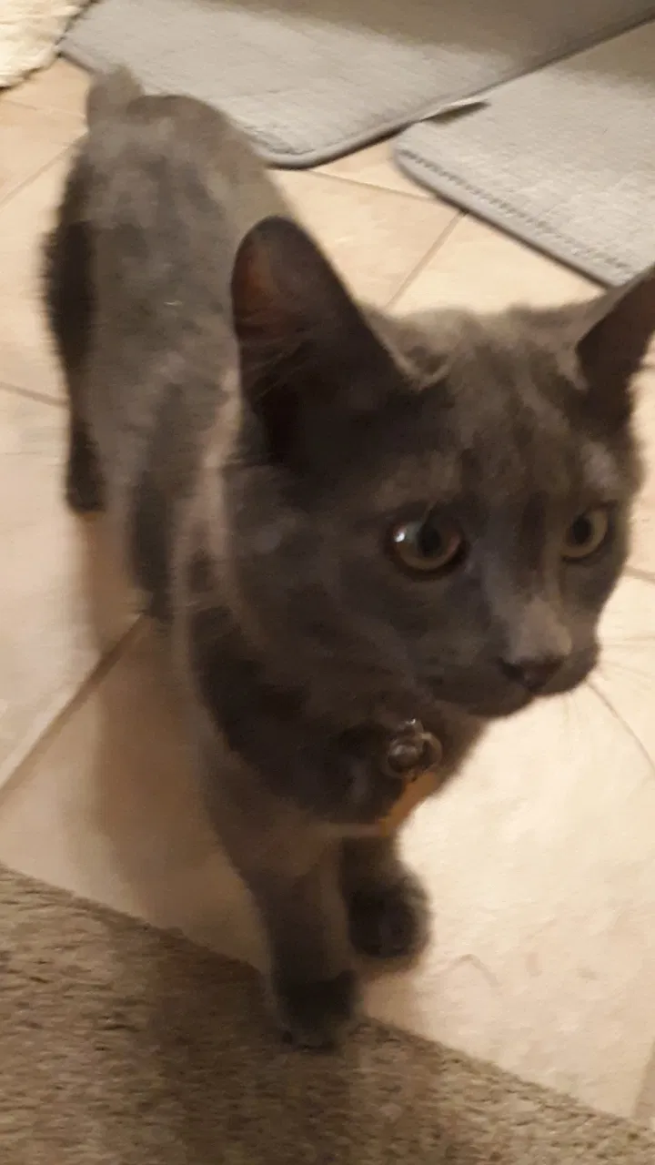 Lost cat in Marana, AZ, 85653