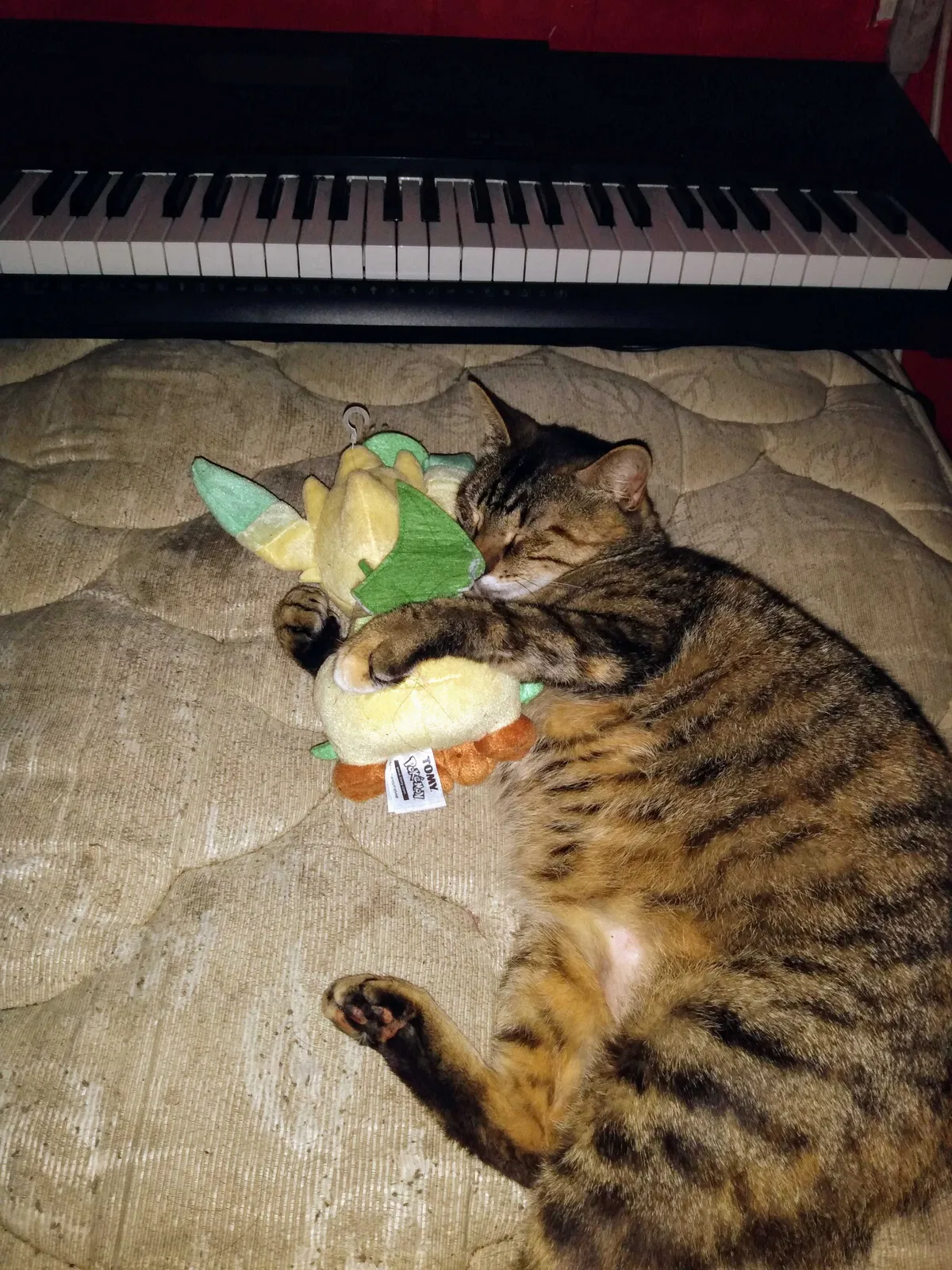 Lost cat in Richmond, TX, 77469