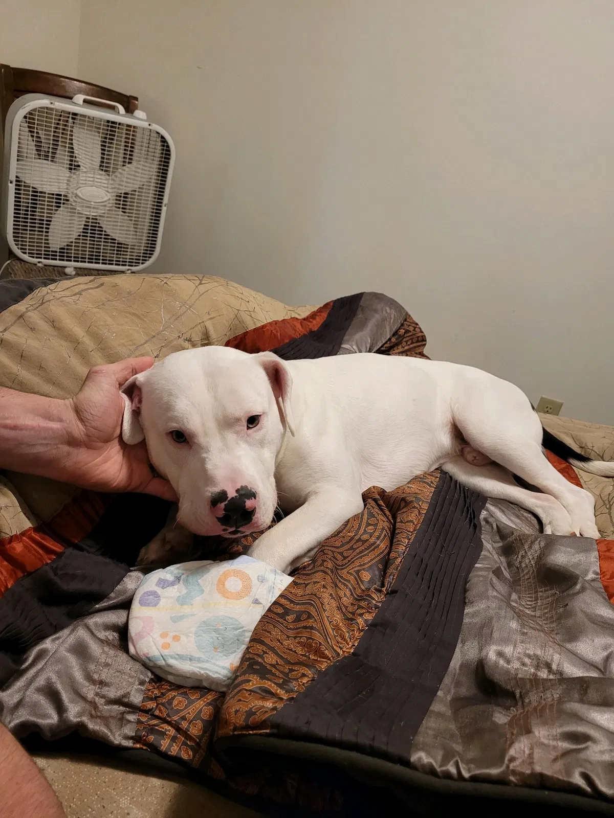 Lost dog in Knoxville, TN, 37914