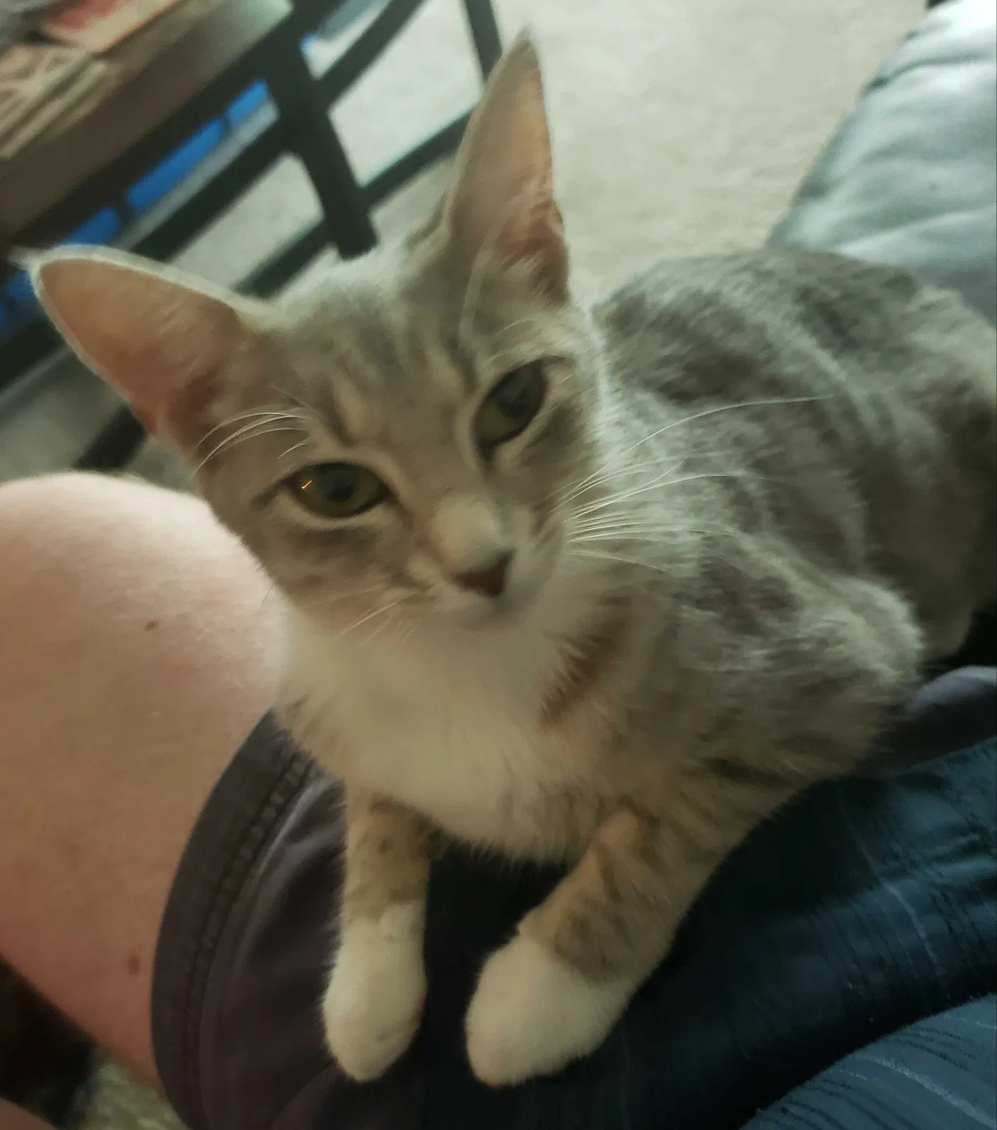 Lost cat in Matthews, NC, 28105