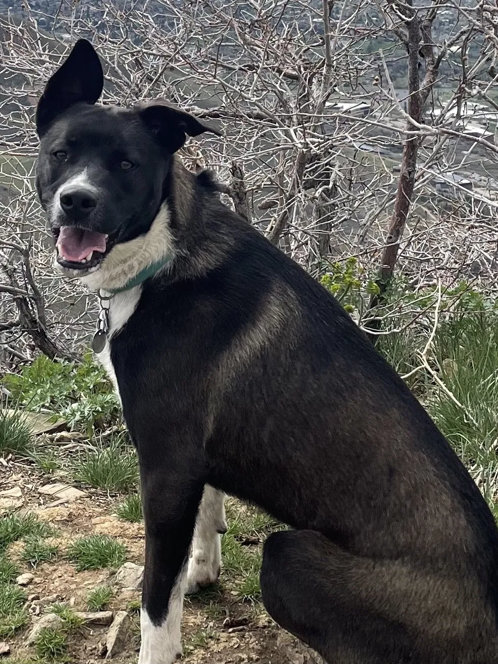 Lost dog in Salt Lake City, UT, 84106