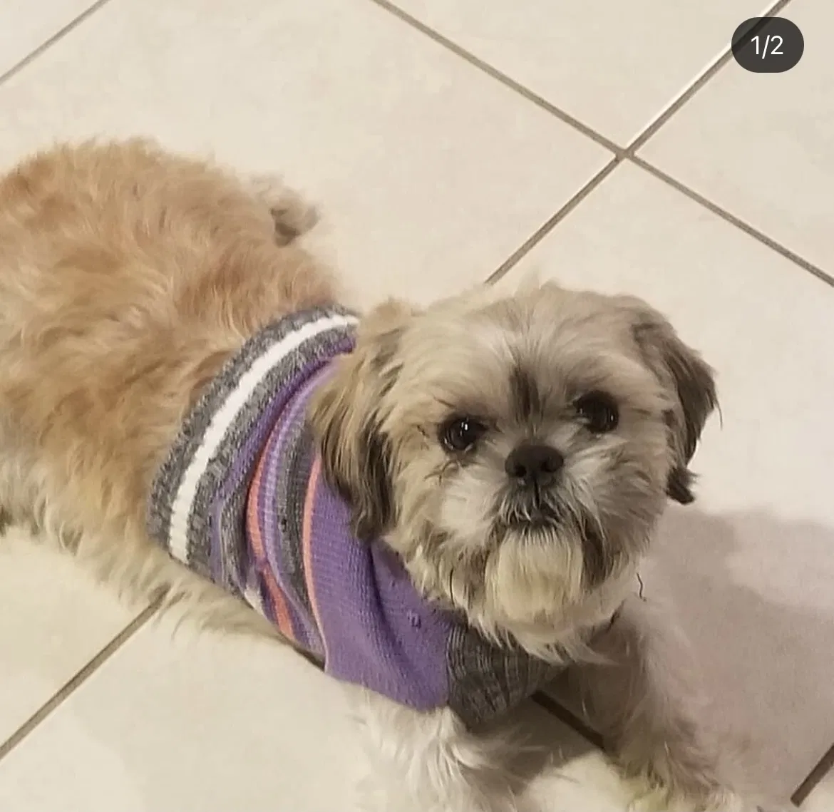Lost dog in Hartford, CT, 6106