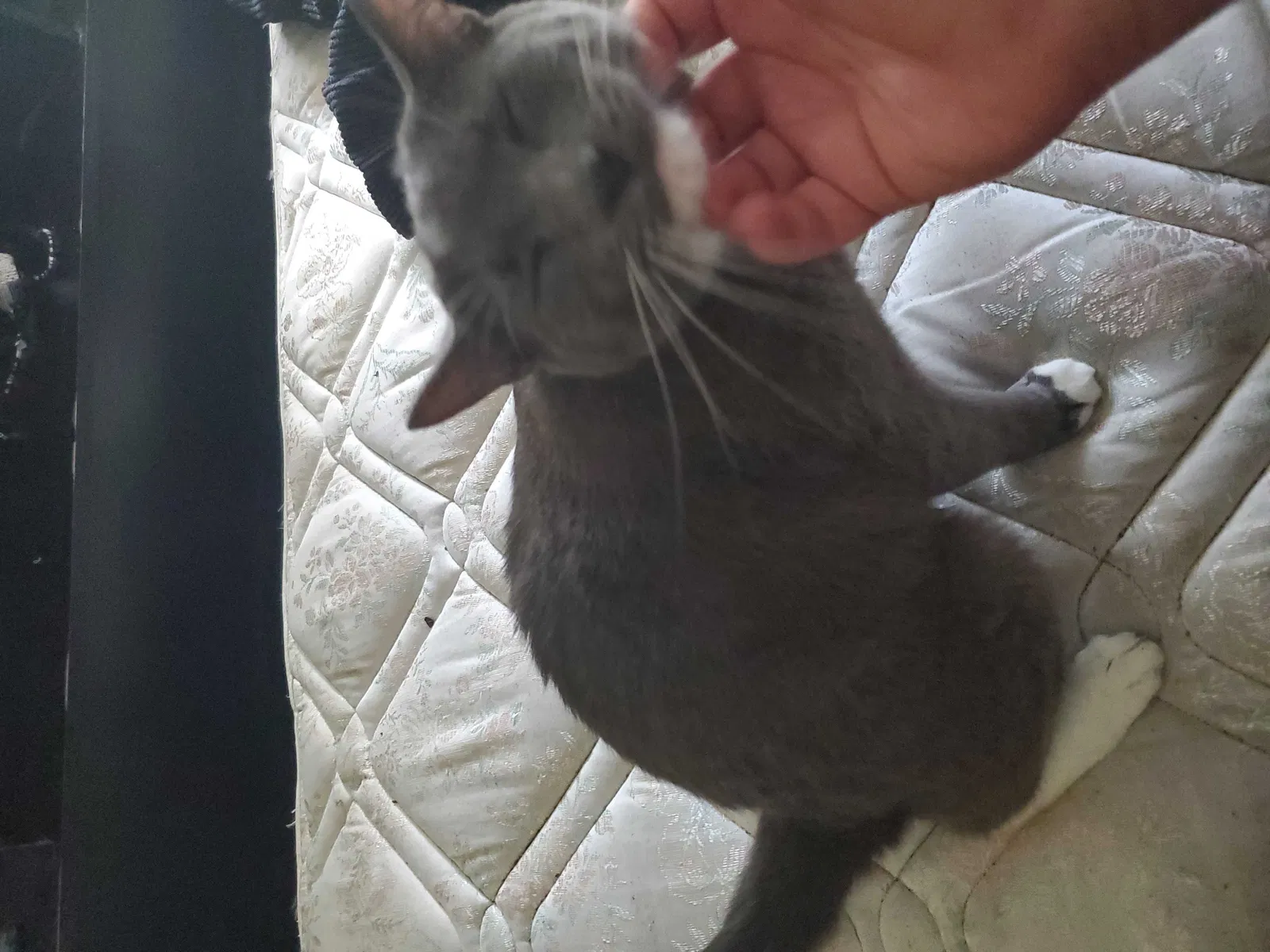 Lost cat in Strasburg, CO, 80136