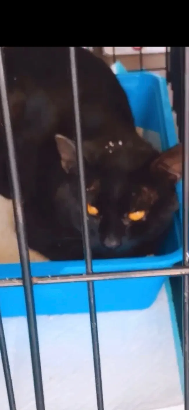 Lost cat in Maywood, CA, 90270
