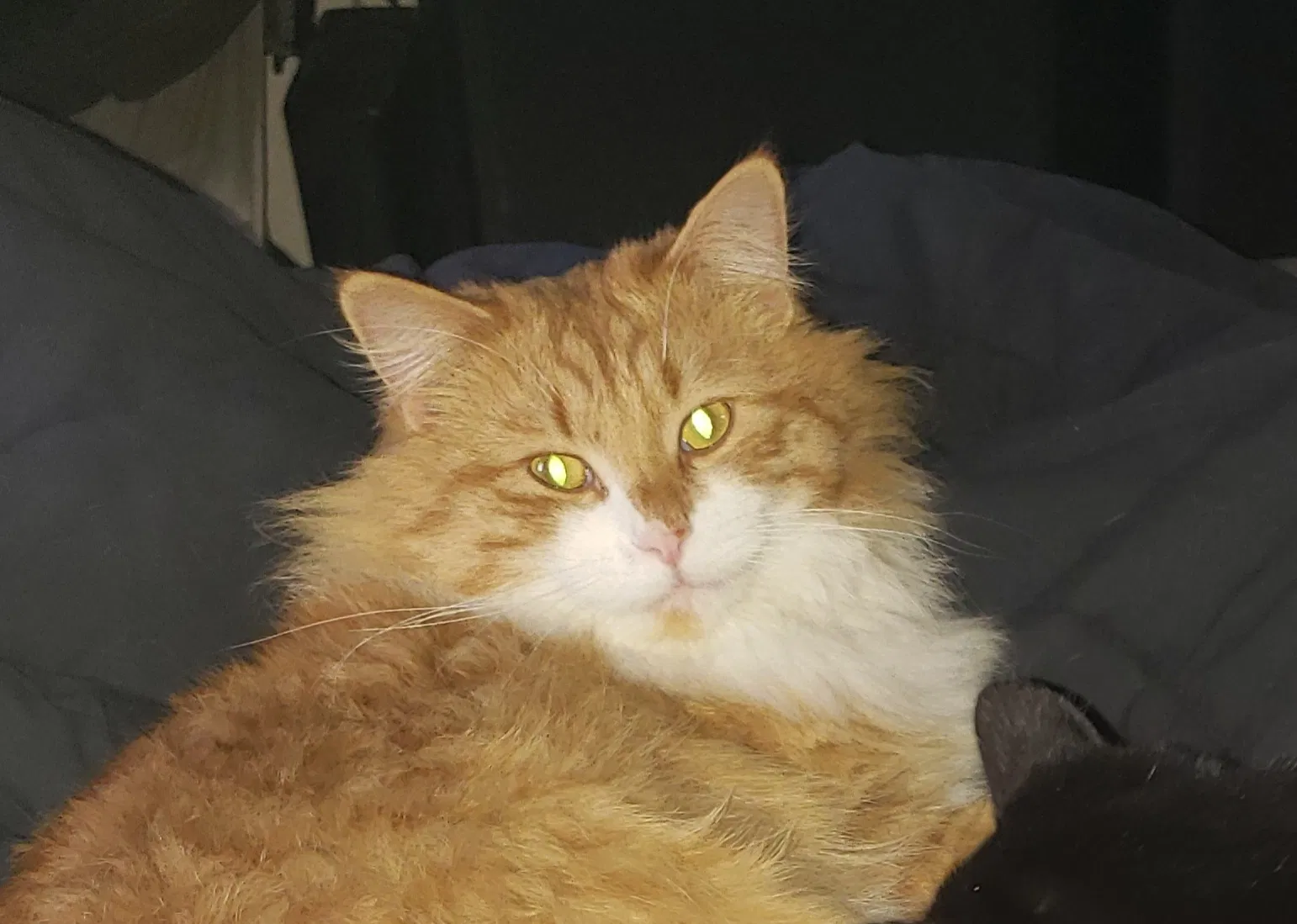 Lost cat in Isanti, MN, 55040