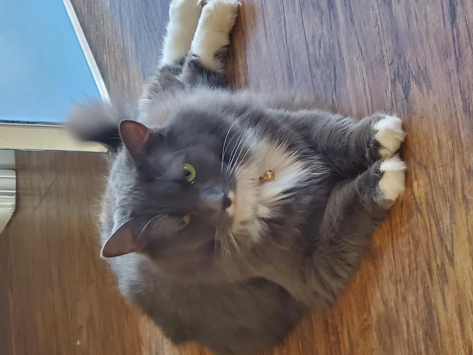 Lost cat in Peoria, AZ, 85381