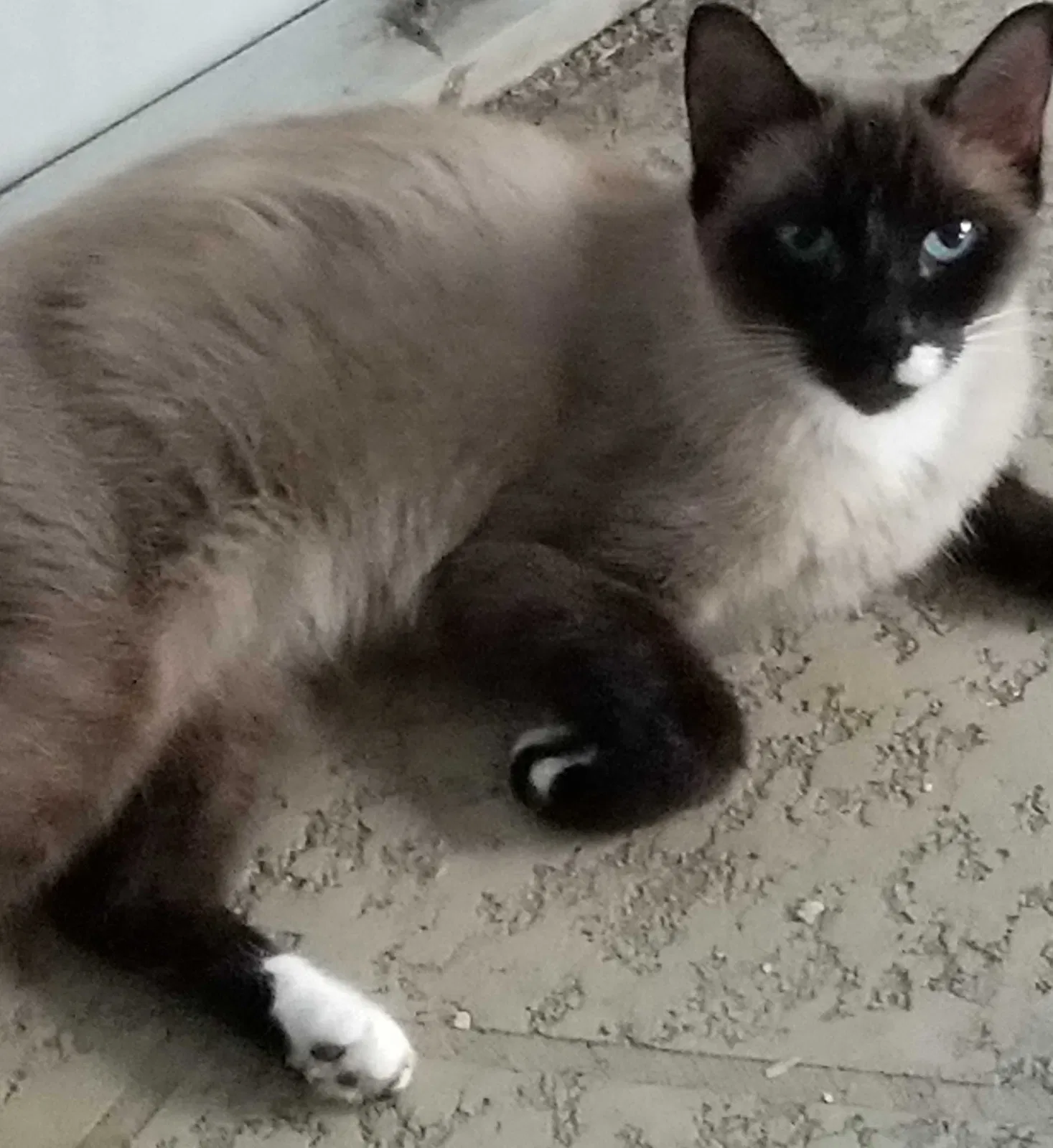 Lost cat in Fort Pierce, FL, 34951