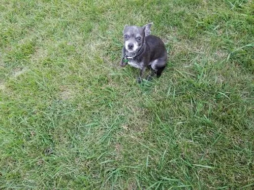 Lost dog in Pittsboro, IN, 46167