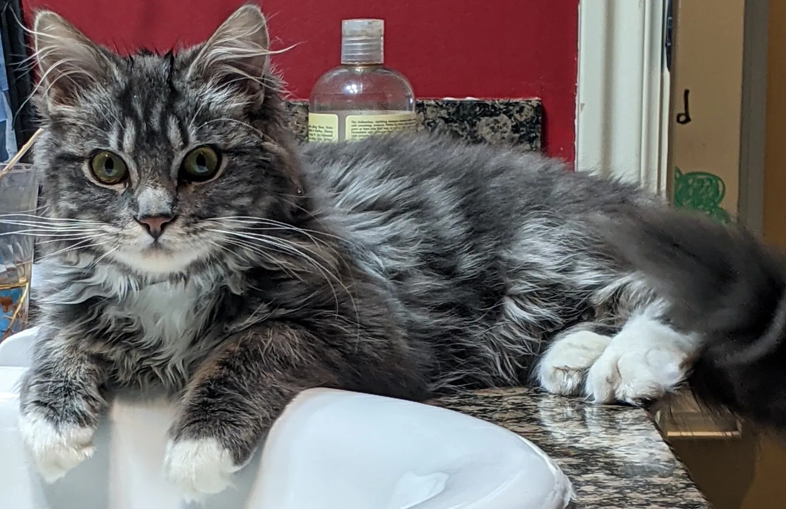 Lost cat in Draper, UT, 84020