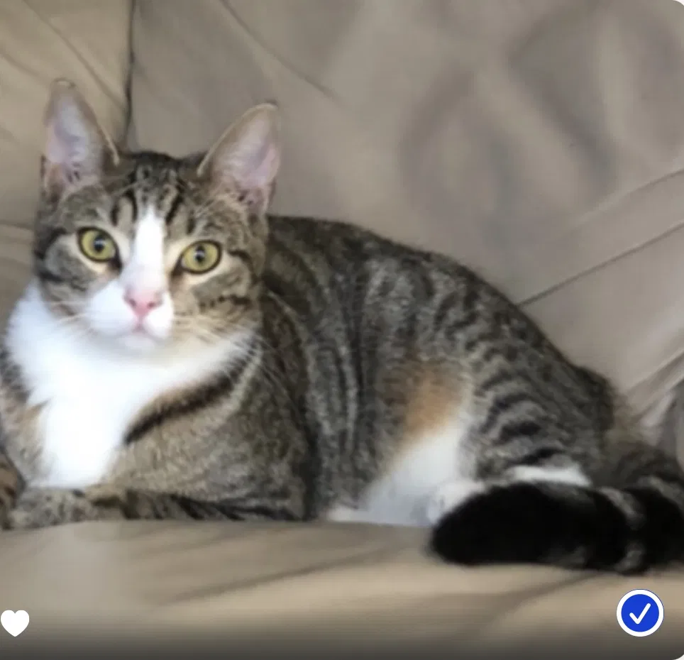 Lost cat in Walnut Creek, CA, 94595