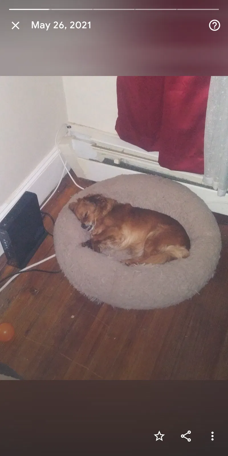 Lost dog in Hartford, CT, 6106