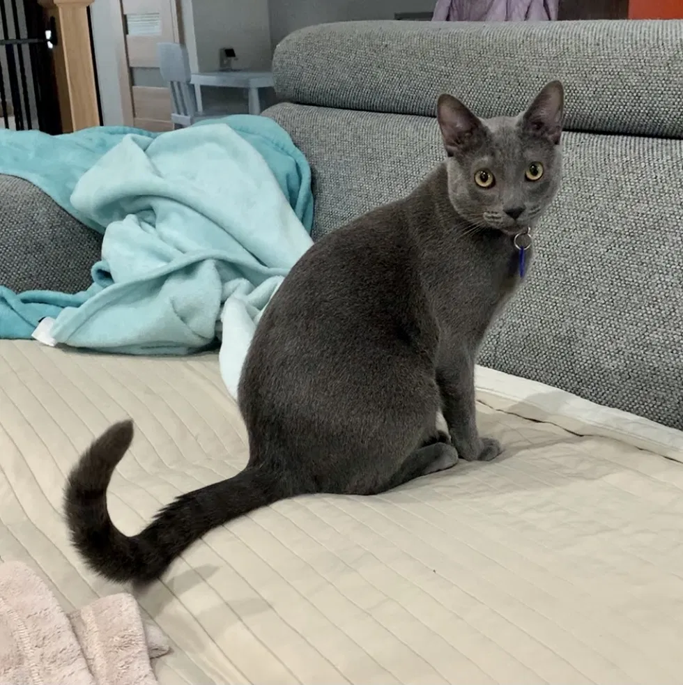 Lost cat in Elk Grove Village, IL, 60007