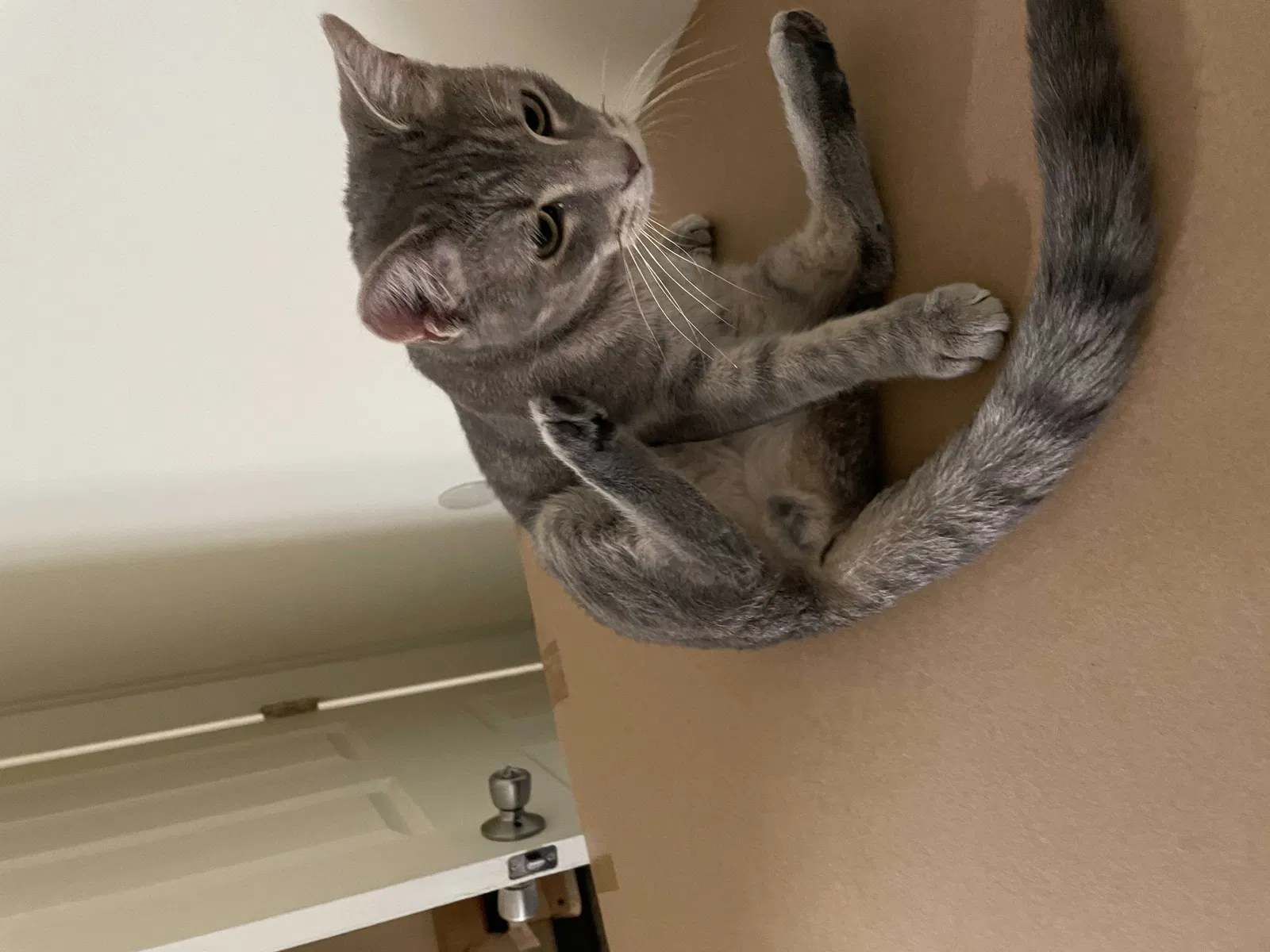 Lost cat in Monroeville, PA, 15146