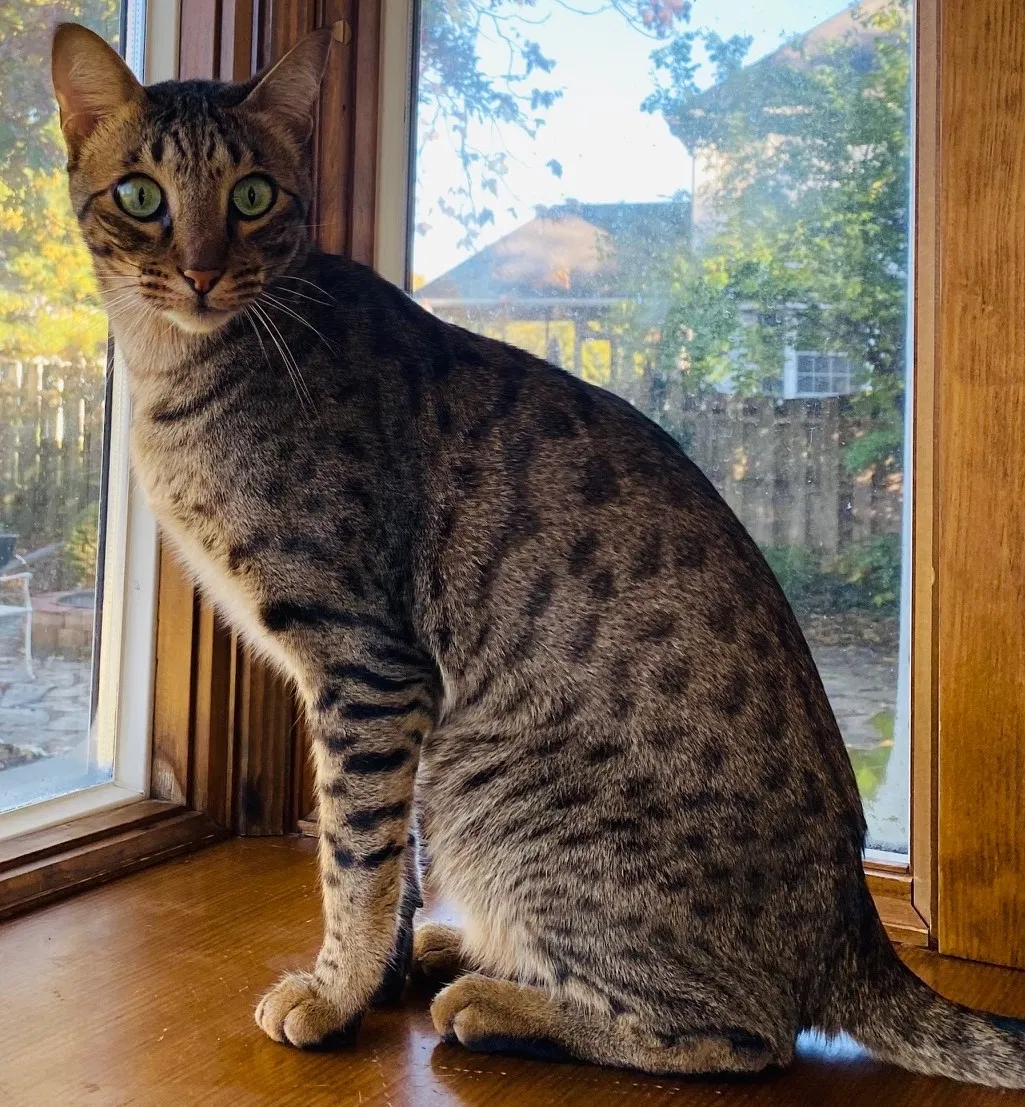 Lost cat in Edwardsville, IL, 62025