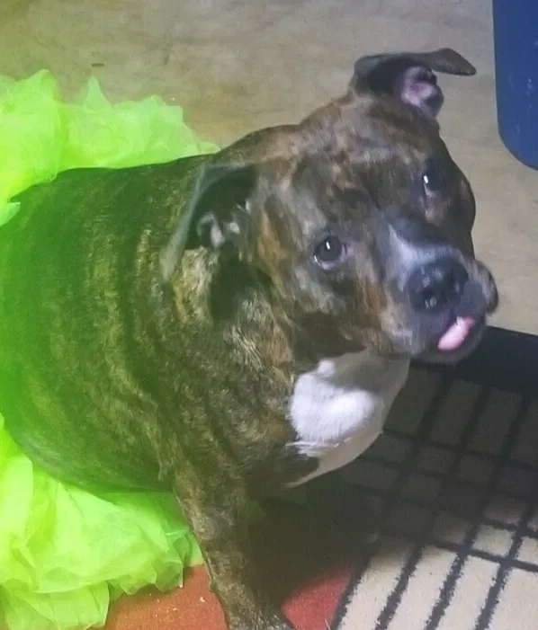 Lost dog in Shawano, WI, 54166