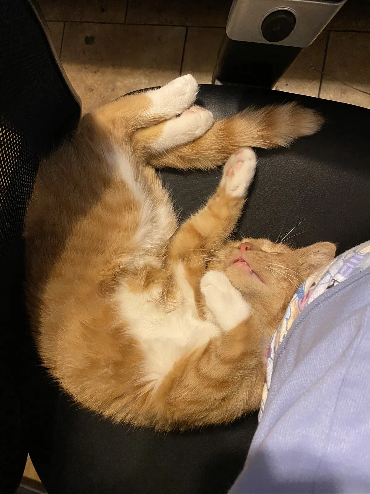 Lost cat in Columbus, OH, 43211