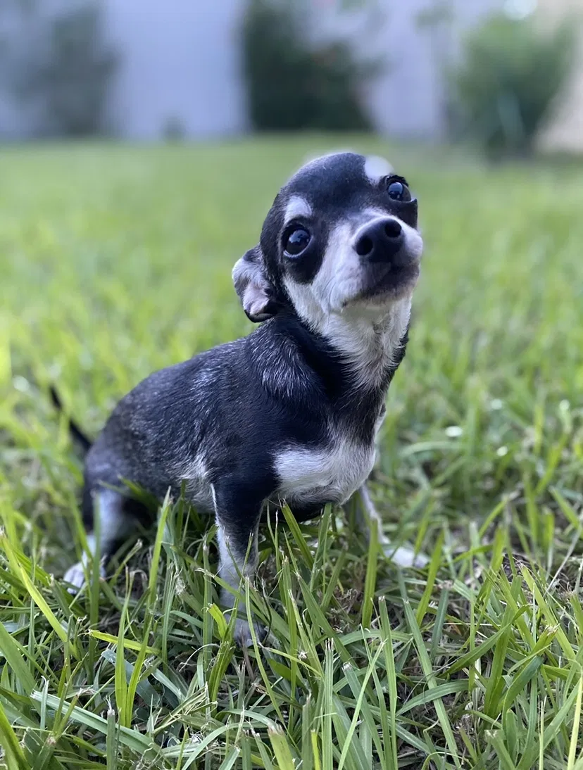 Lost dog in Dundee, FL, 33838
