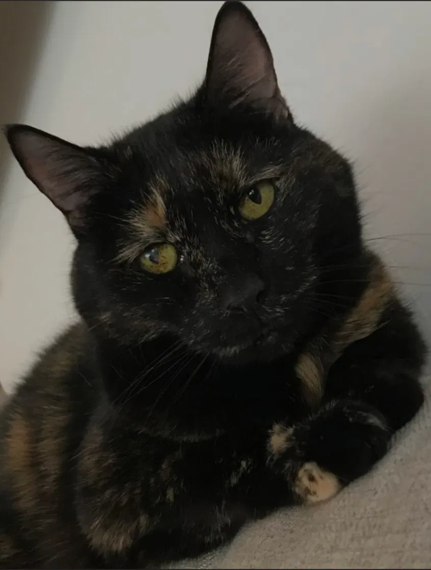 Lost cat in Havana, FL, 32333