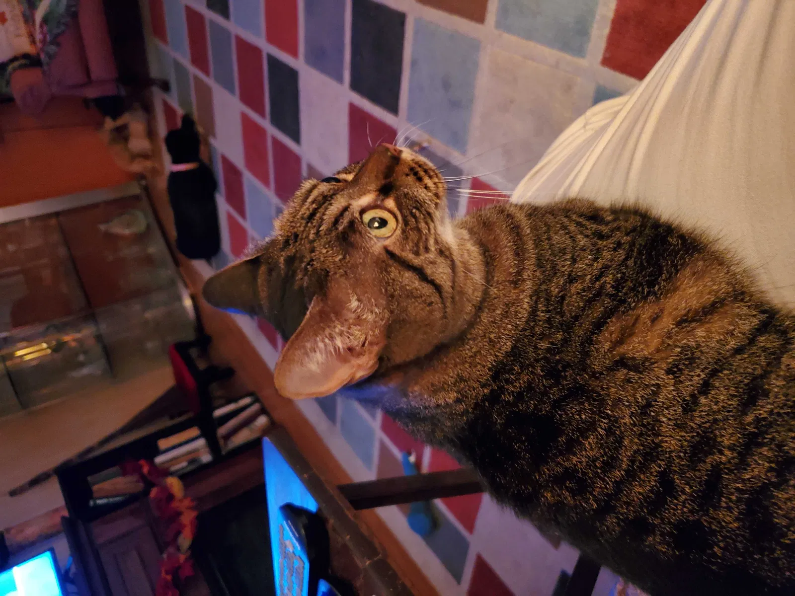 Missing Cat