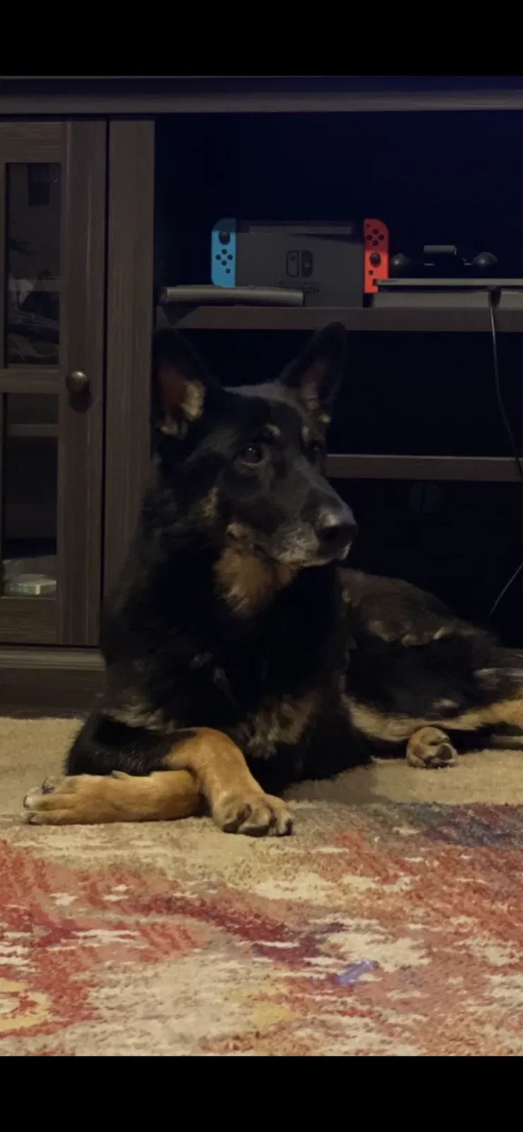 Lost dog in Fresno, CA, 93720