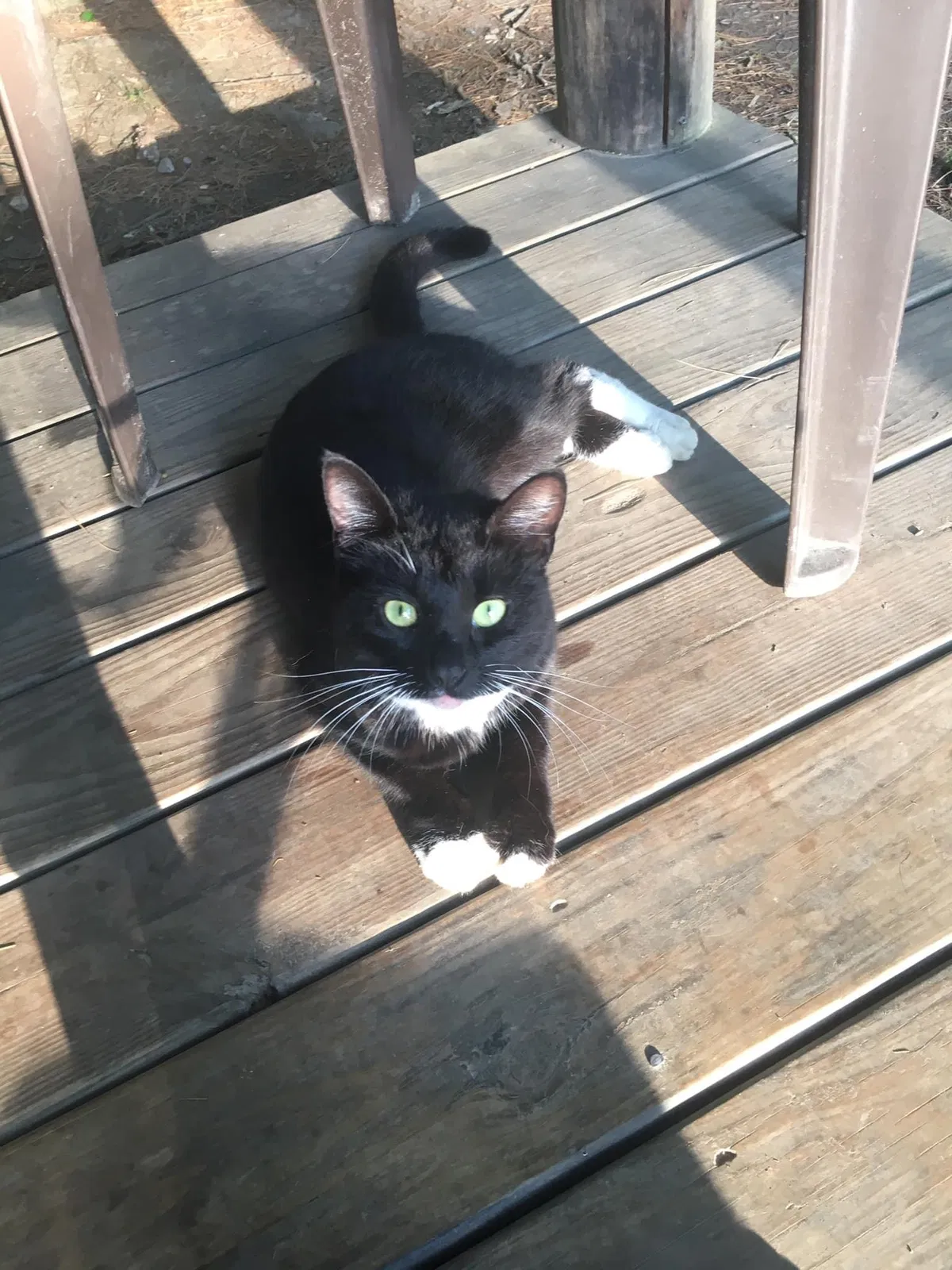 Lost cat in Lewis Center, OH, 43035