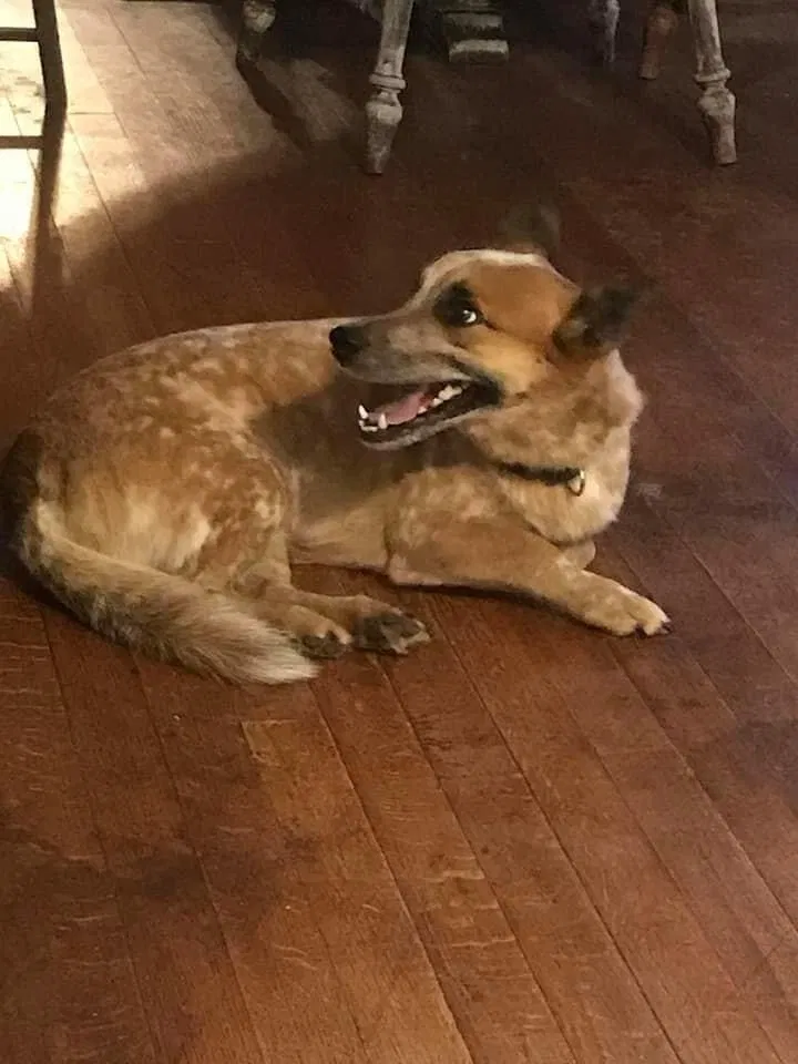 Lost dog in Liberty, TX, 77575