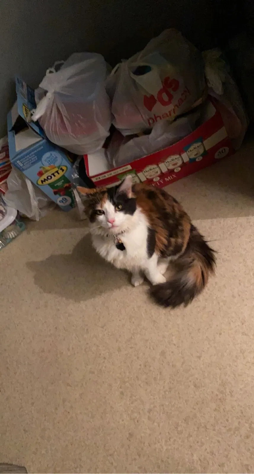 Lost cat in Atlanta, GA, 30345
