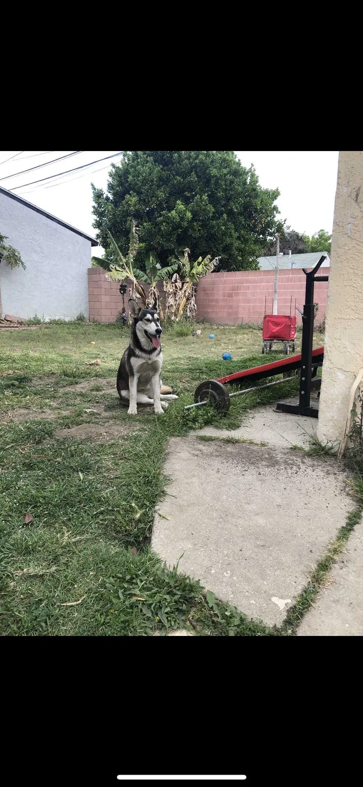 Lost dog in Long Beach, CA, 90810