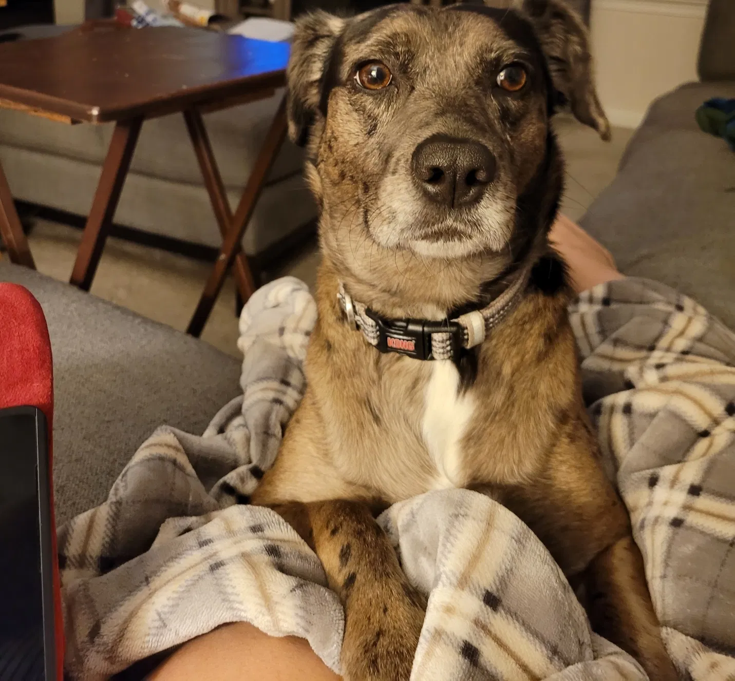Lost dog in Laurel Hill, NC, 28351