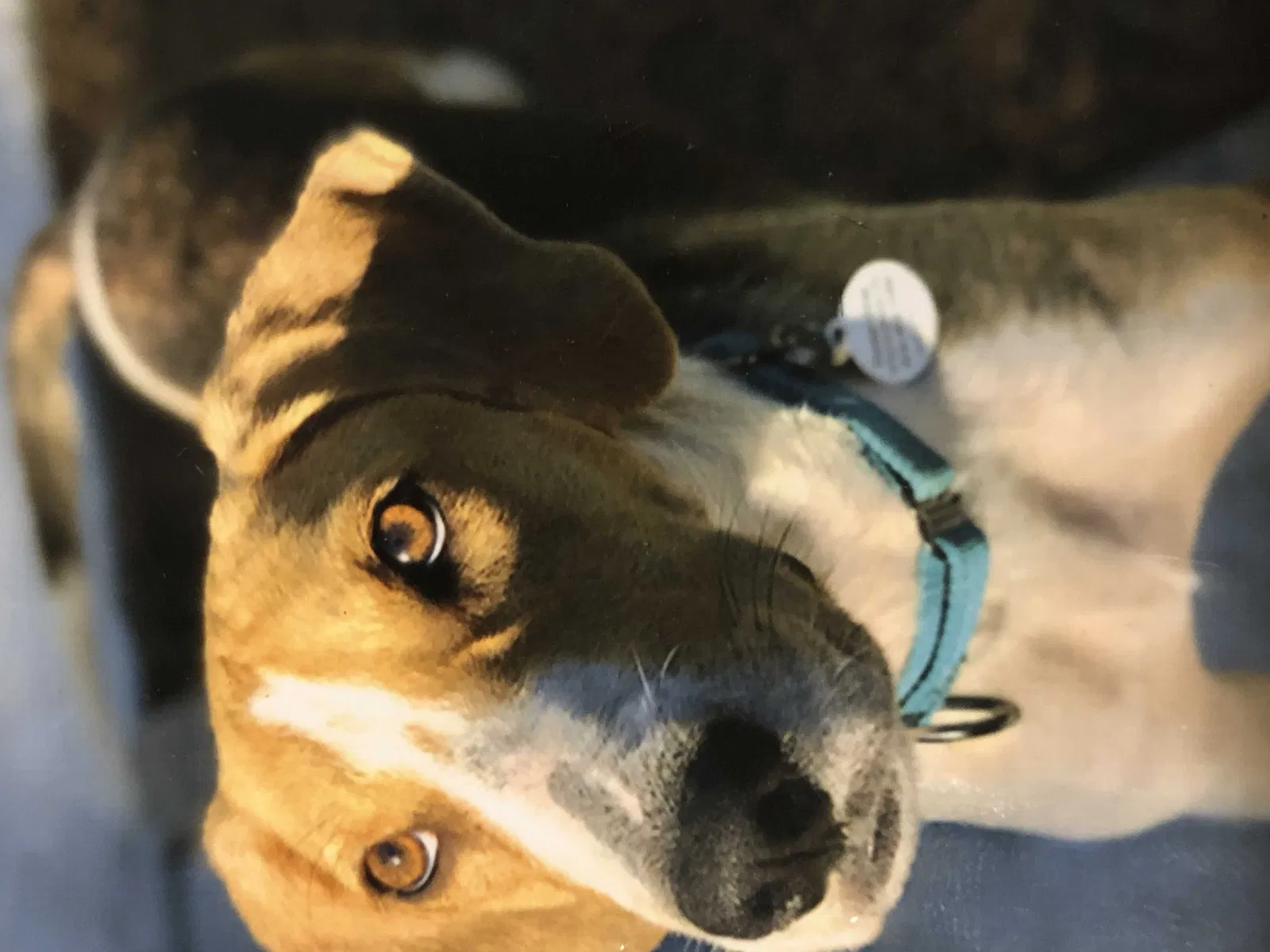 Lost dog in Durham, NH, 3824