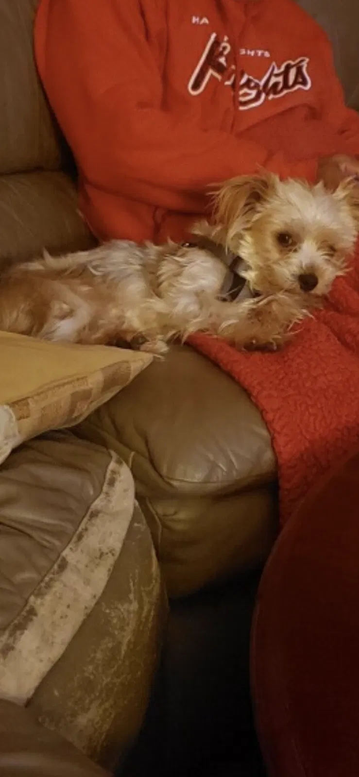 Lost dog in Harker Heights, TX, 76548