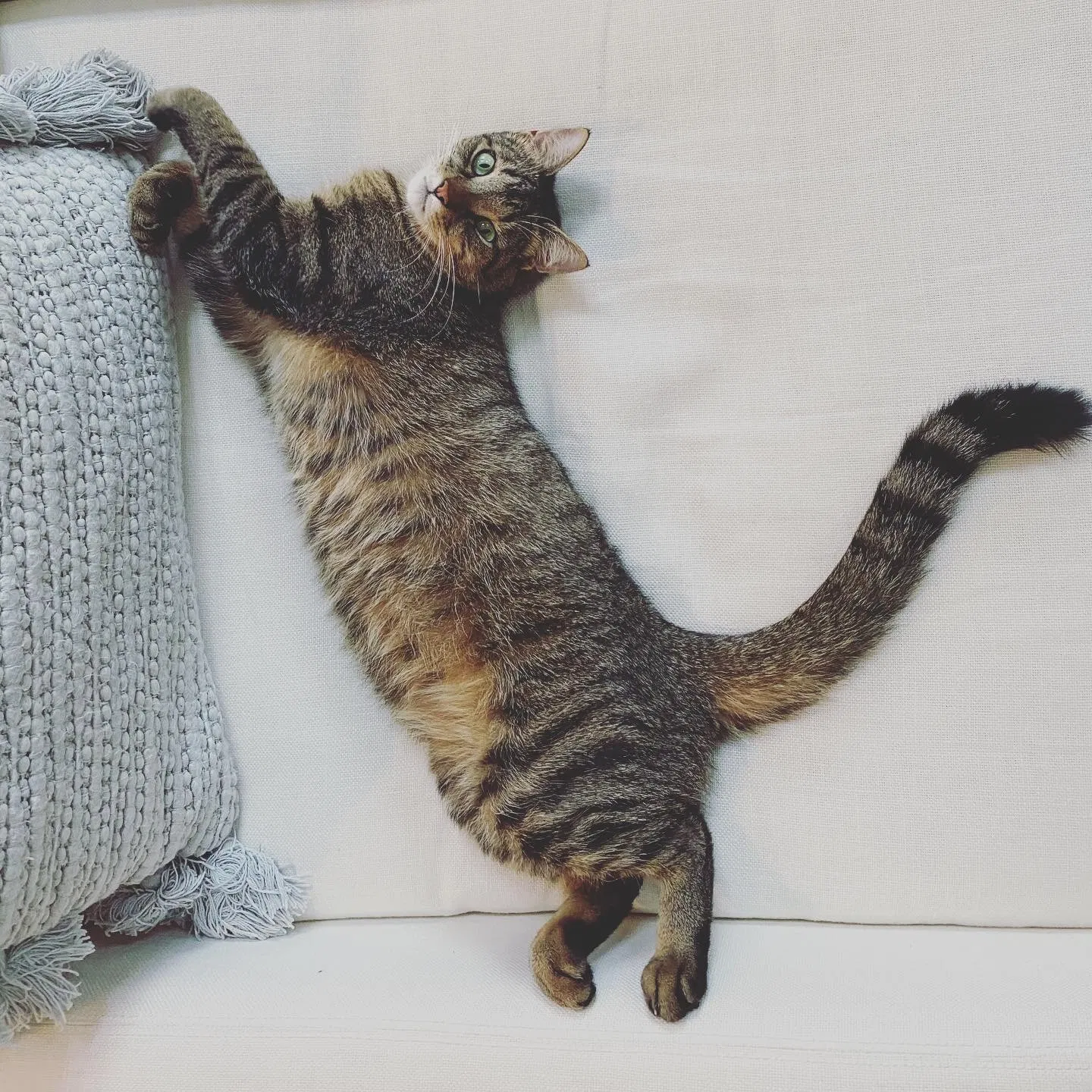 Lost cat in Matthews, NC, 28104