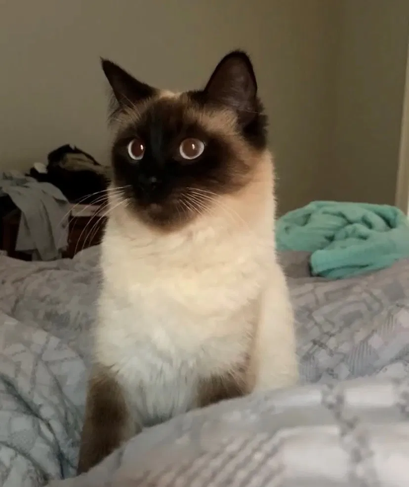 Lost cat in Folsom, LA, 70437