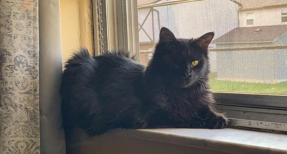 Lost cat in Columbus, OH, 43229