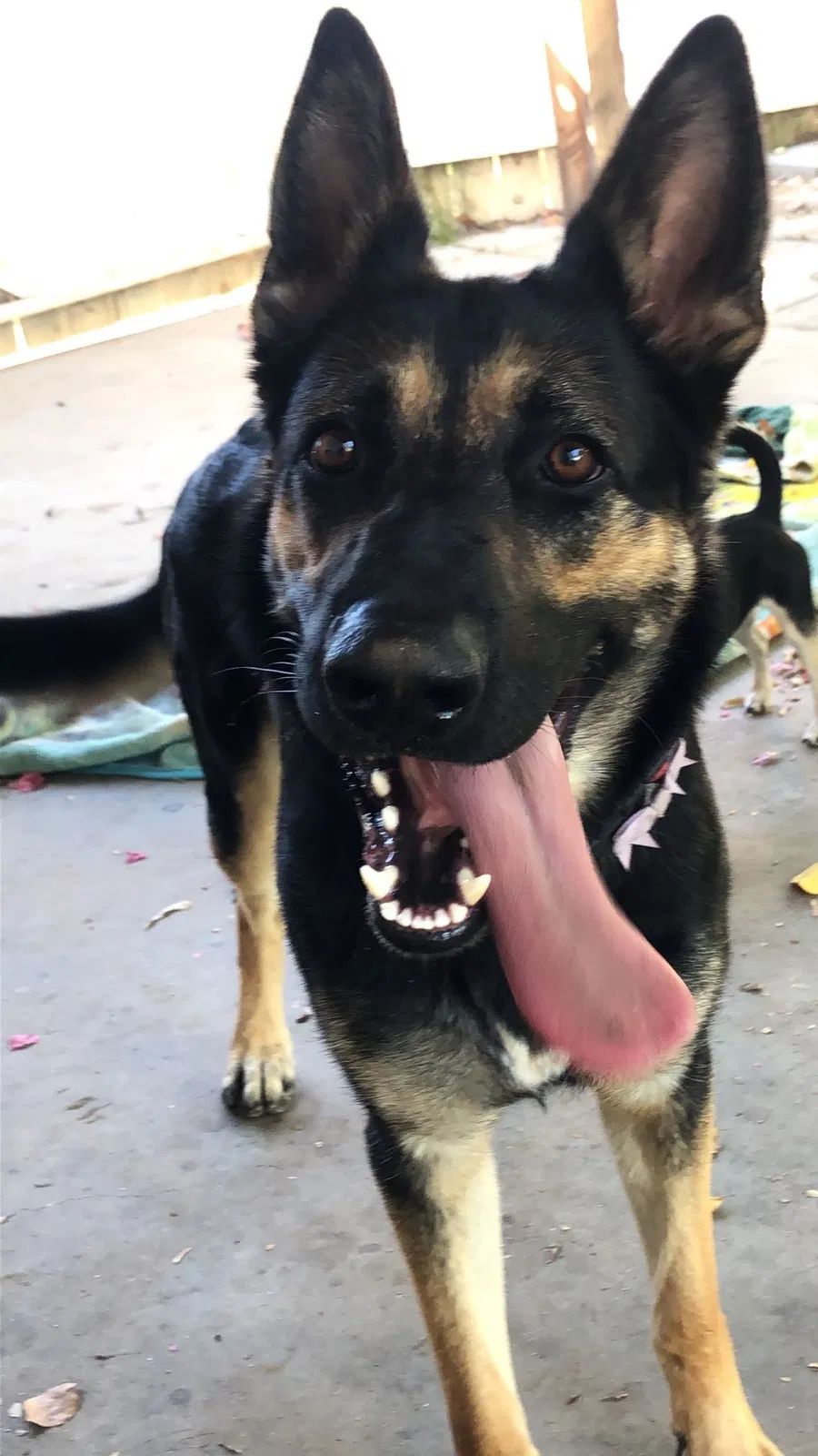 Lost dog in Riverside, CA, 92504