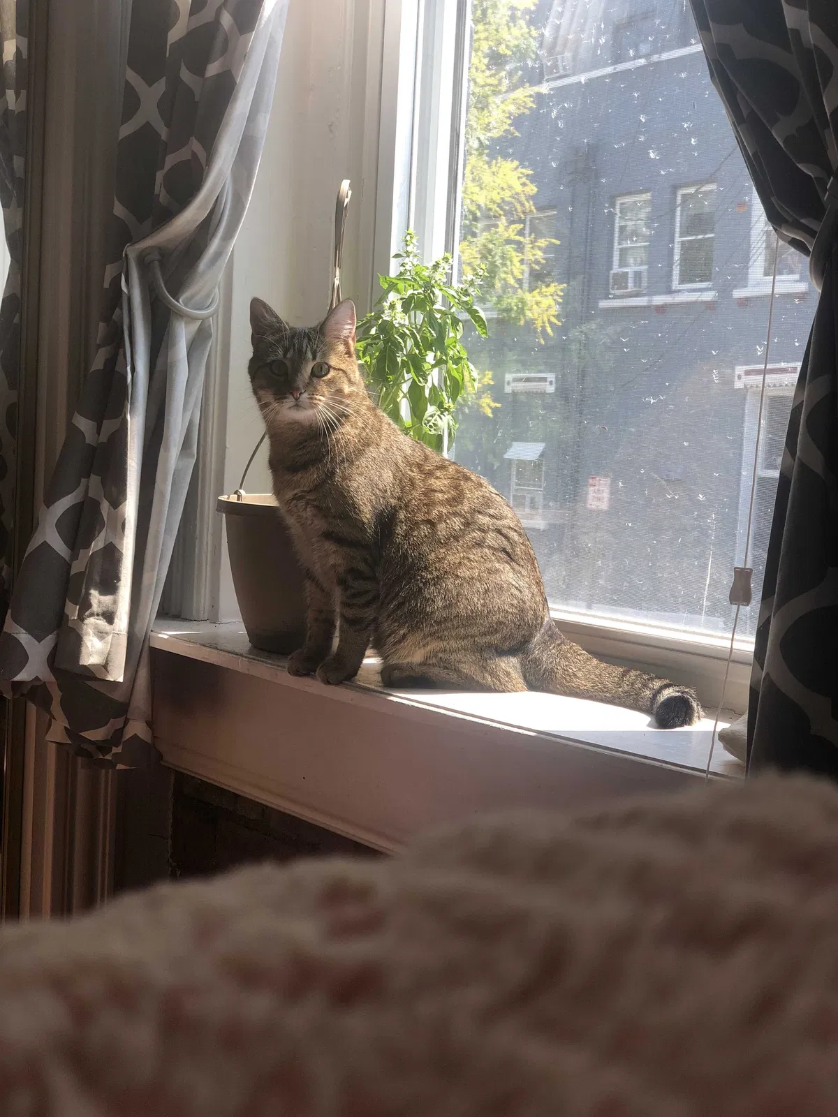 Lost cat in Cincinnati, OH, 45219
