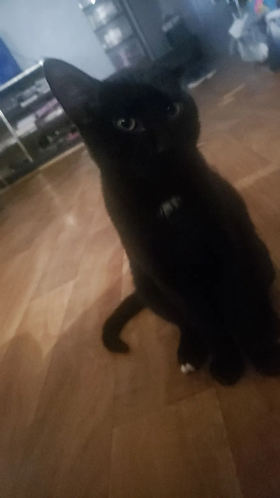 Lost cat in Saint Peter, MN, 56082