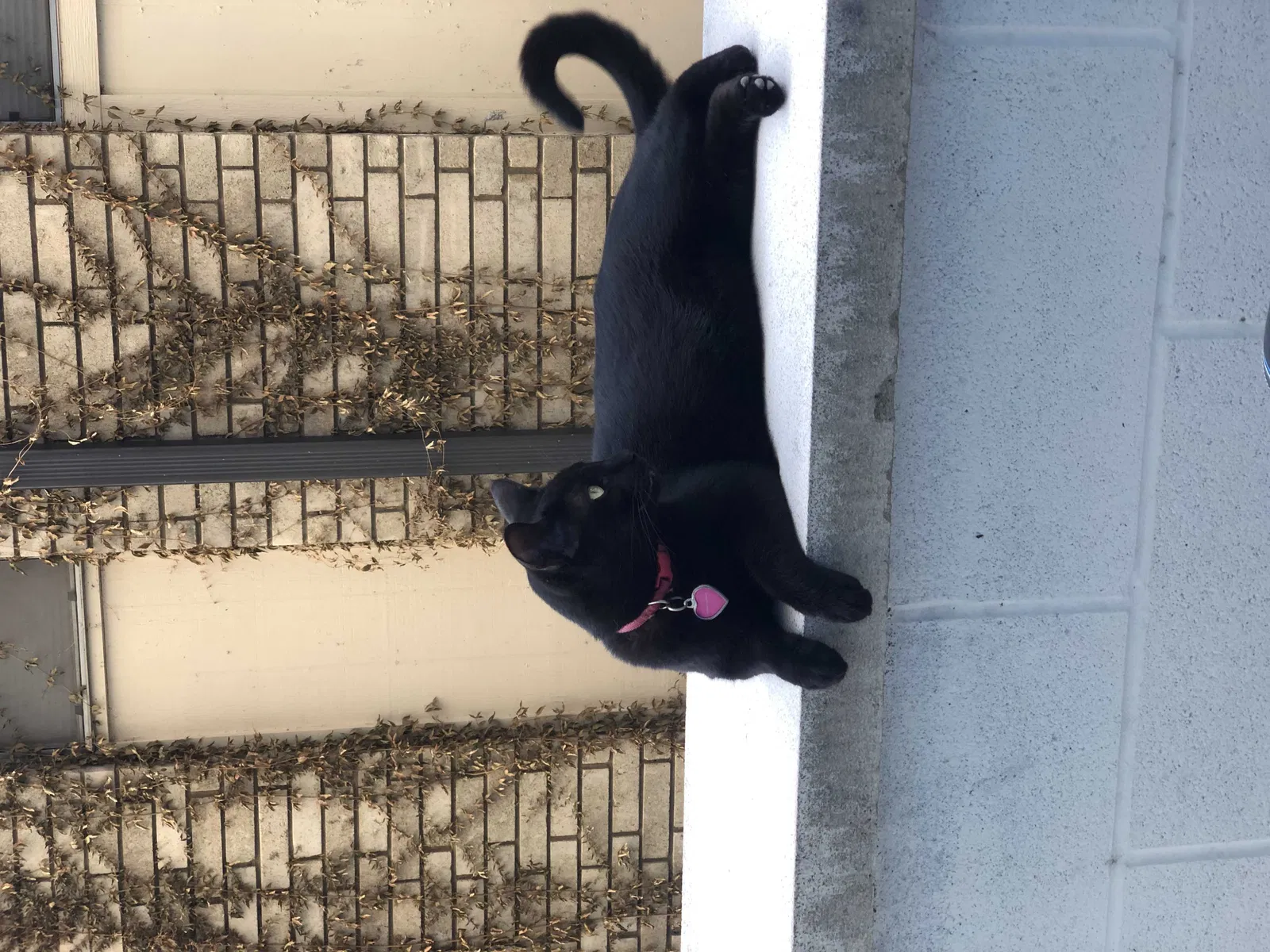 Lost cat in Austin, TX, 78729