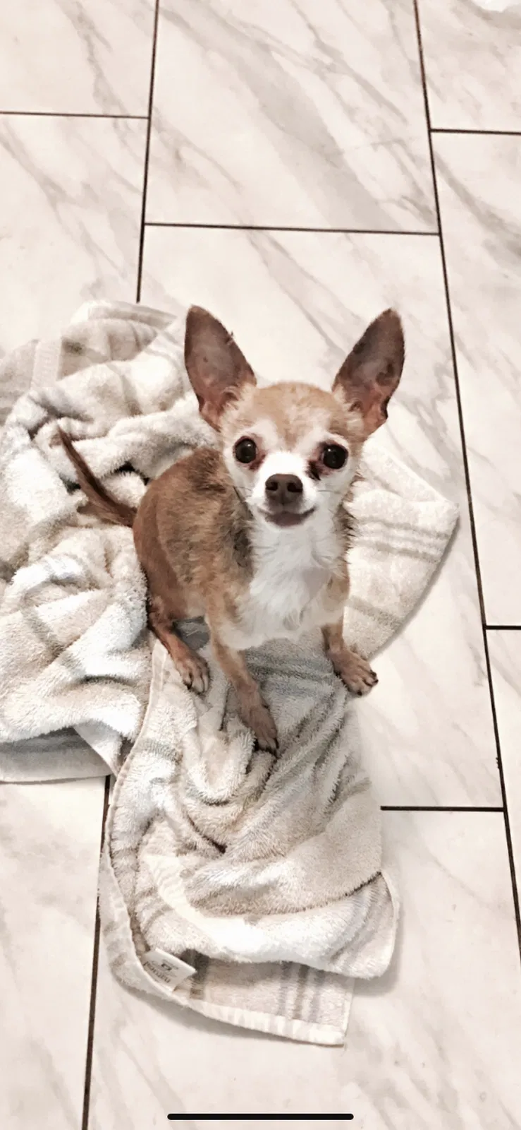 Lost dog in Orange, CA, 92868