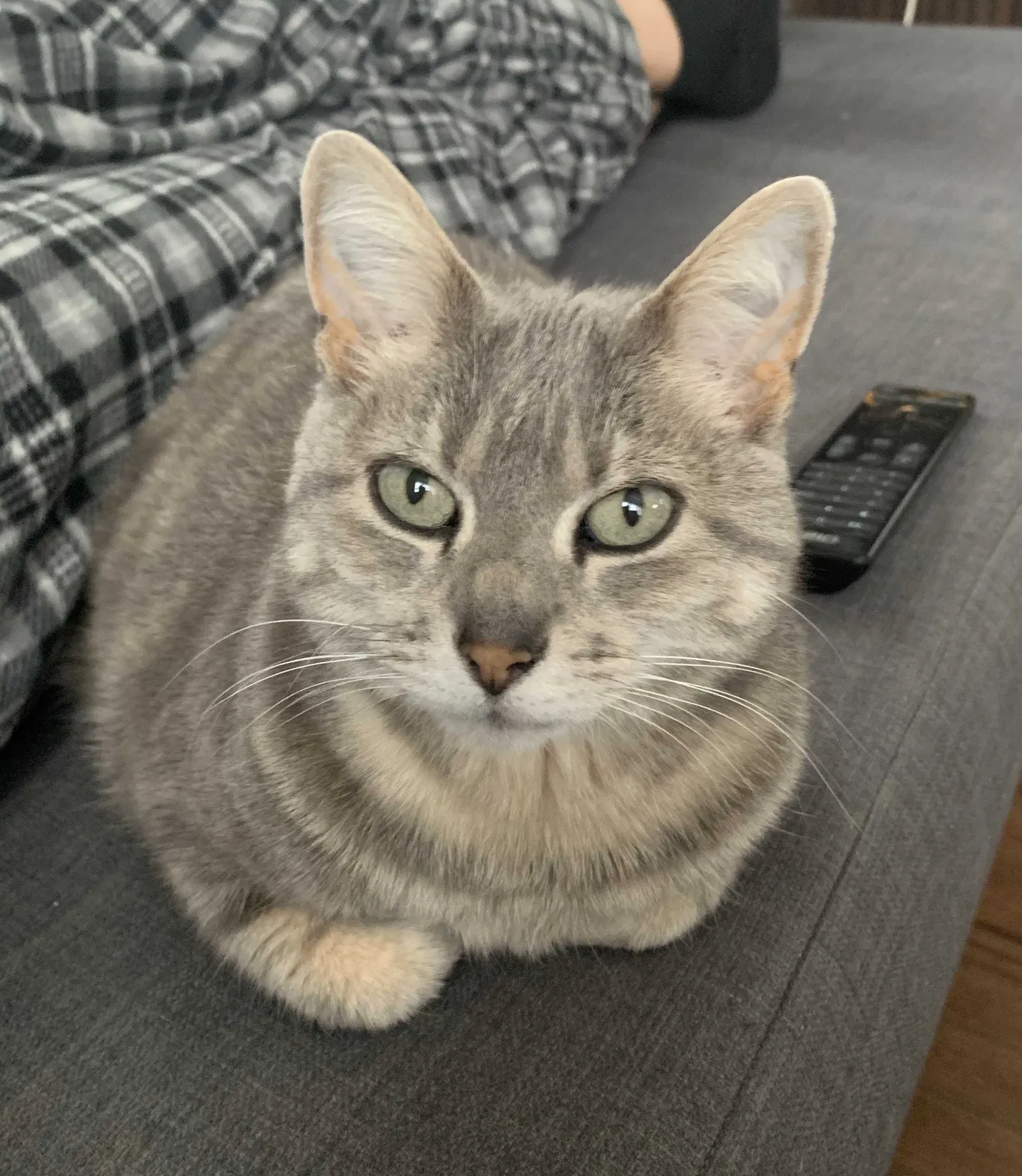 Lost cat in Deming, NM, 88030