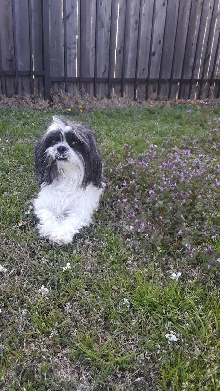 Lost dog in Anna, TX, 75409