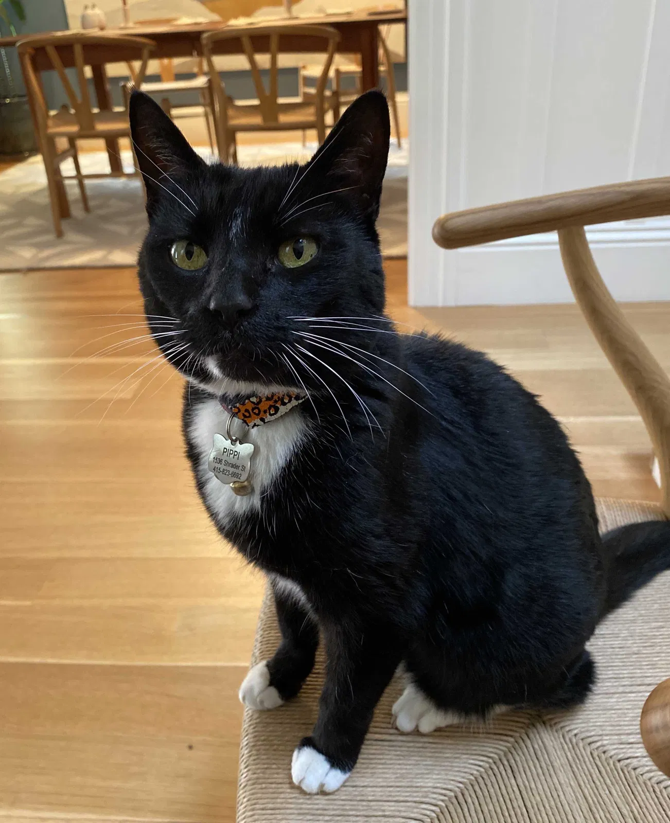 Lost cat in San Francisco, CA, 94117