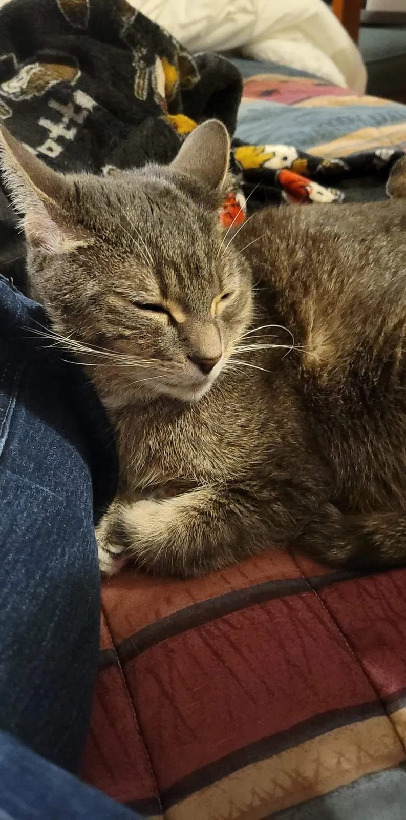 Lost cat in Howell, MI, 48843