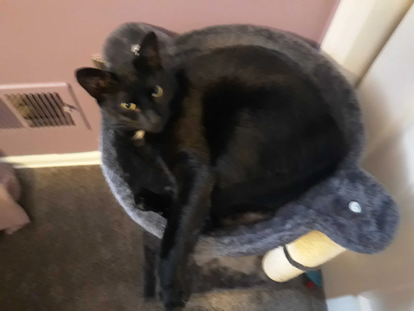 Lost cat in Westfield, NJ, 7090