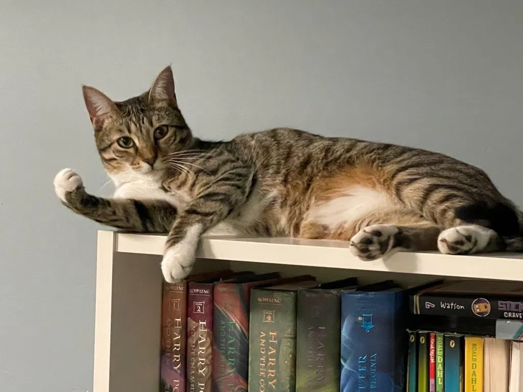 Lost cat in Woodinville, WA, 98072
